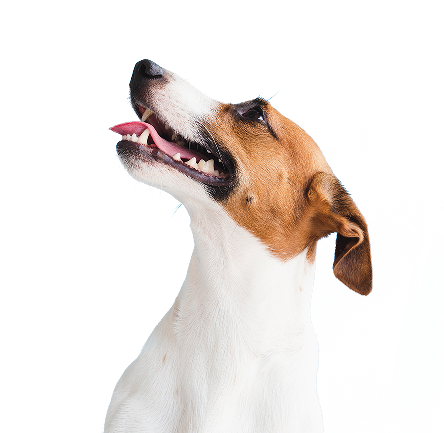 Pup